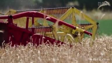 近距离的联合收割机收割成熟的小麦跟踪镜头